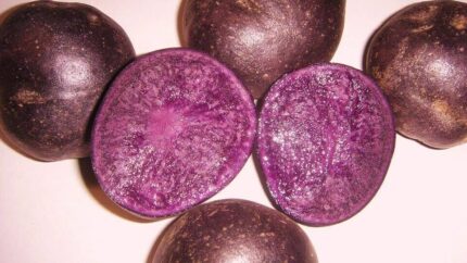 PURPLE MAJESTY SEED POTATOES Bulbs Tubers -2Lb -deep purple color inside and out